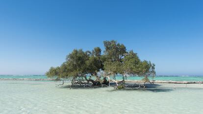 Manglar de Al Qulaan en el protectorado de Wadi El Gemal (Egipto).