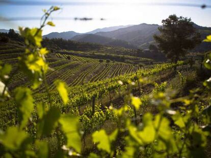 Vinyes del Priorat.