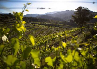 Vinyes del Priorat.