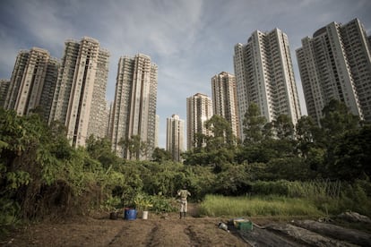TV, pionero de la agricultura orgánica en Hong Kong, mira, en un momento de descanso, a los edificios de Fanling, uno de los pueblos afectados por el nuevo plan de urbanización del noreste de los Nuevos Territorios, que supondrá el desplazamiento de más de 6.000 agricultores y aldeanos.
