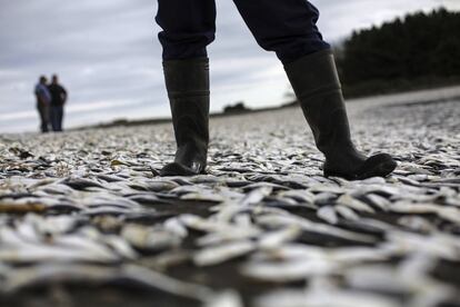 Trabajadores retiran sardinas muertas en la caleta La Barra, ubicada en la desembocadura del río Toltén, a 680 kilómetros al sur de Santiago (Chile).