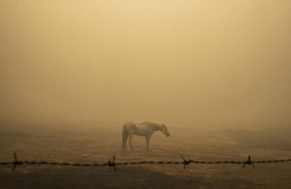Un caballo aturdido permanece inmóvil en un campo de Berry Creek (California), el jueves.