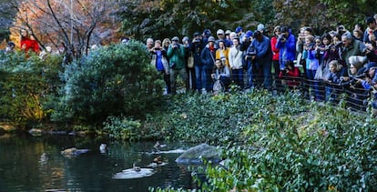 Un numeroso grupo de personas observa al pato mandarín en su reaparición.