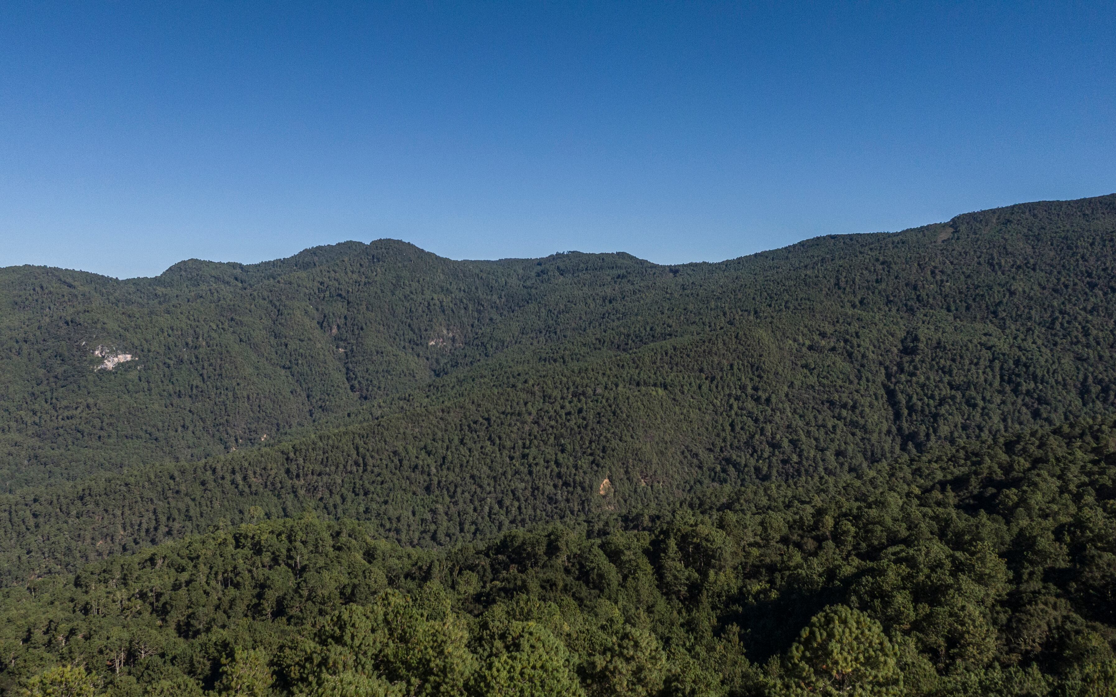 El bosque de Ixtlán de Juárez, en la Sierra Norte de Oaxaca, área protegida e integrada al mercado de los bonos de carbono.