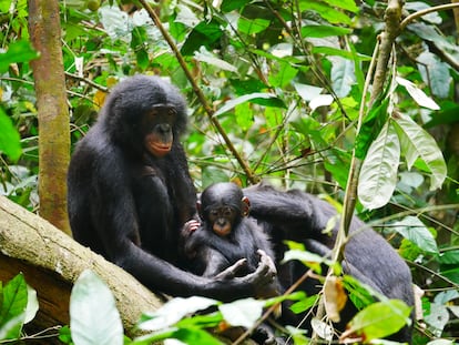 Los bonobos han sido descritos como una especie no violenta, pero sus machos agreden a otros hasta tres veces ms que los chimpancs. En la imagen, una madre con su cra acicalada por hembra en la reserva de Kokolopori.