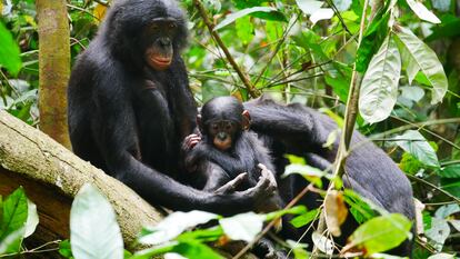 Los bonobos han sido descritos como una especie no violenta, pero sus machos agreden a otros hasta tres veces más que los chimpancés. En la imagen, una madre con su cría acicalada por hembra en la reserva de Kokolopori.