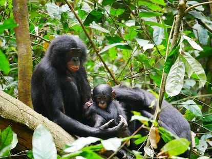 Los bonobos han sido descritos como una especie no violenta, pero sus machos agreden a otros hasta tres veces más que los chimpancés. En la imagen, una madre con su cría acicalada por hembra en la reserva de Kokolopori.