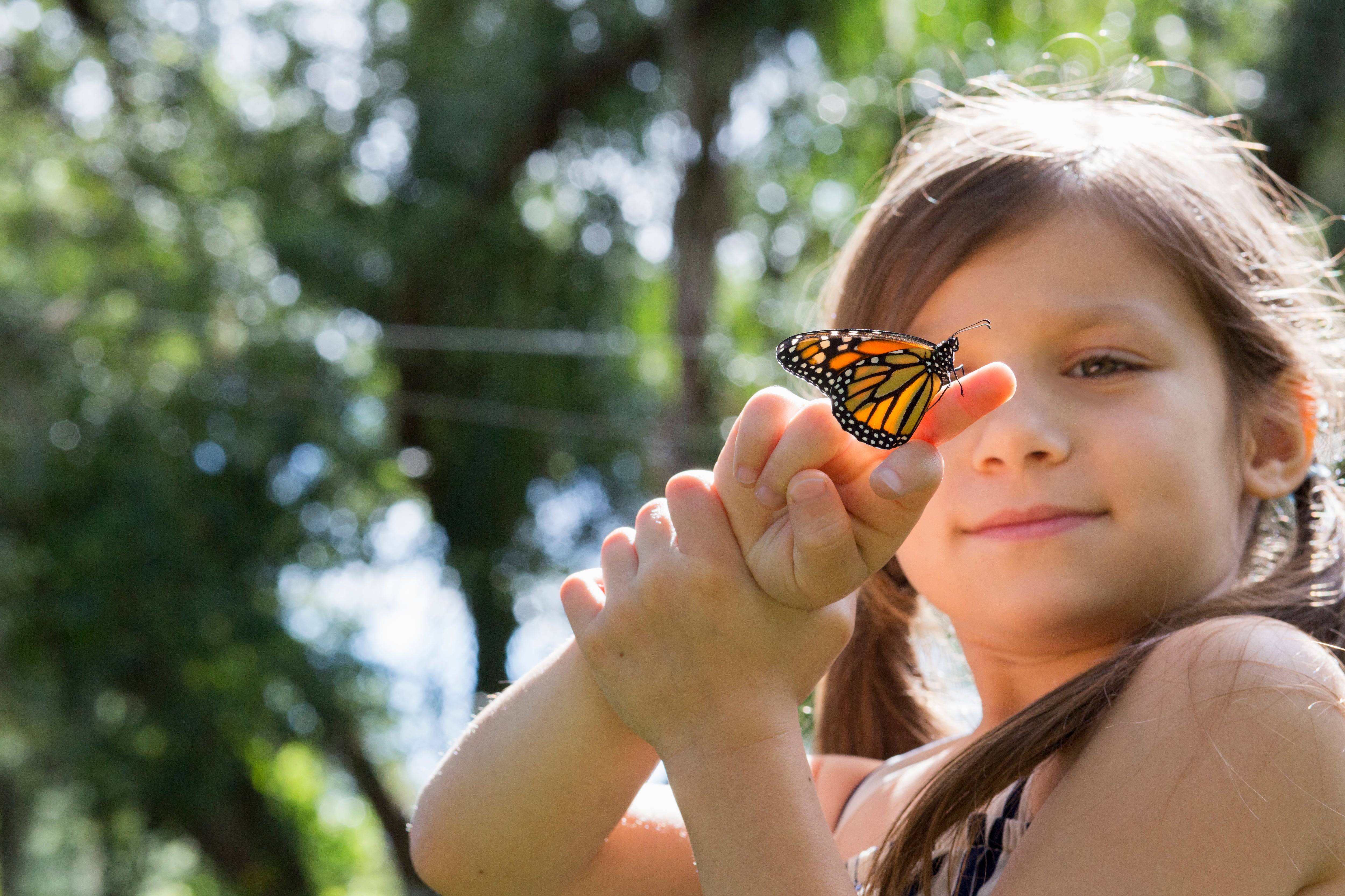 Mariposas
