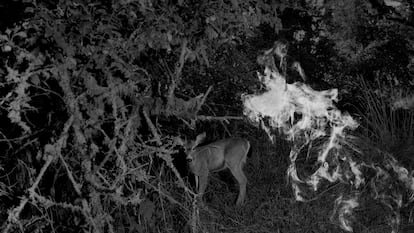 Imagen perteneciente a 'What the Rain Might Bring' de Dylan Hausthor, publicado por TWB Books.