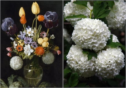 La bola de nieve pintada por Juan van der Hamen es una flor muy común en los bodegones barrocos.