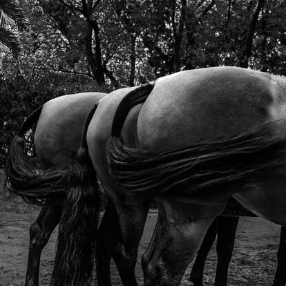 'Sinfonía', 'Alana' y 'Panadera', del hierro de María Fernanda de la Escalera, de Fuentes de Andalucía (Sevilla), fueron ganadoras en el Sicab 2020 (el Salón Internacional del Caballo de Pura Raza Española) en la competición de cobra de tres yeguas, un ejercicio en el que los animales, unidos por sus collares, se mueven por la pista al unísono, mostrando su destreza y la homogeneidad de diferentes ejemplares de una misma yeguada.