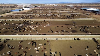 Ganado detenido en los corrales de la Unión Ganadera Regional de Chihuahua, en el cruce fronterizo Jerónimo-Santa Teresa, en Ciudad Juárez, en noviembre de 2024.