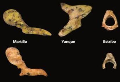 Los huesos del o&iacute;do de los hom&iacute;nidos &#039;Paranthropus robustus&#039; (fila superior) y &#039;Australopithecus africanus&#039;.