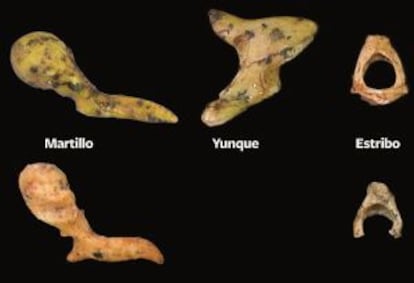 Los huesos del oído de los homínidos 'Paranthropus robustus' (fila superior) y 'Australopithecus africanus'.