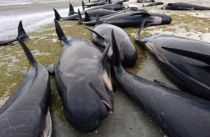 Cerca de 300 baleias-piloto morreram nesta sexta-feira na Nova Zelândia depois que mais de 400 desses animais encalharam na remota baía Golden, no noroeste da ilha Sul, segundo a imprensa local. Trata-se de um dos maiores incidentes desse tipo já vistos no país. Na foto, alguns dos animais mortos na praia de Farewell Spit.