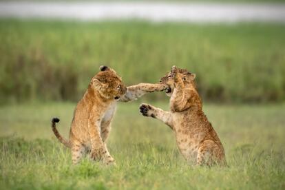 Estos virogosos felinos fueron captados en plena refriega en la zona del cráter de Ngorongoro, en Tanzania.