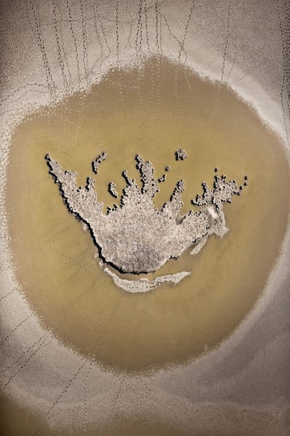 La isla de los de flamencos. Una colonia de flamencos ha intentado reproducirse en la marisma de Doñana. El bajo nivel del agua ha permitido la entrada de los jabalíes que han devorado casi todos los huevos y espantado a los adultos (obsérvense las huellas de entrada de los jabalíes y los restos de huevos en algunos de los nidos cónicos).