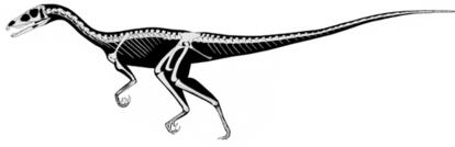 El dinosaurio <i>Tawa hallae</i> es un terópodo del tamaño de un perro grande con una larga cola.
