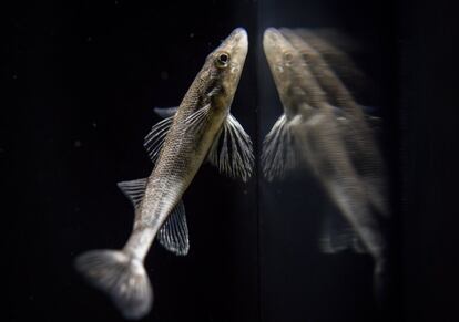 Un pez delantal, una especie en peligro de extinción, nada en un acuario en Aquatis, el acuario de agua dulce más grande de Europa. Aquatis abrió sus puertas al público hace un año en Lausana (Suiza), ofreciendo a los visitantes la oportunidad de descubrir especies poco conocidas de peces, reptiles y anfibios de los cinco continentes.