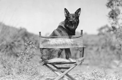 El famoso perro Rin Tin Tin, en su silla de estrella de Hollywood.