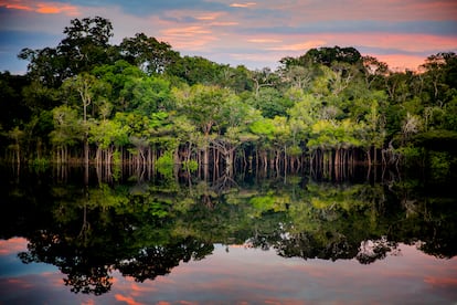 LA AMAZONIA. Con un territorio de más de siete millones de kilómetros cuadrados en ocho países (Brasil, Perú, Bolivia, Colombia, Venezuela, Guyana, Ecuador y Surinam), la Amazonia alberga cerca del 20% del agua dulce del planeta y el 25% de su biodiversidad. Aunque está experimentando una rápida deforestación, se estima que absorbe entre el 10% y el 15% de las emisiones anuales de dióxido de carbono del mundo.