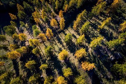 Vista aérea de alerces europeos en un bosque cerca de los alpes suizos, el 18 de octubre de 2017. 