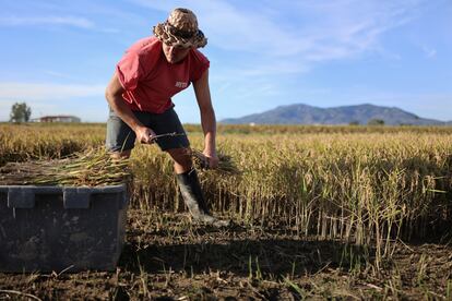 Una agricultor del delta del Ebro.