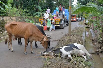 Una vaca empuja el cadáver de otra vaca muerta al costado de una carretera mientras una familia descansa tras las inundaciones en el pueblo de Annamanada, en el distrito de Thrissur, al sur de Kerala, el 19 de agosto de 2018. 