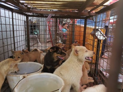 Perros enjaulados en un mercado de venta de su carne en Yulin (China).