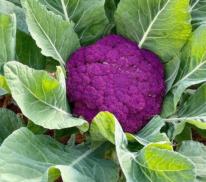 Coliflor morada. J.C. CAPEL