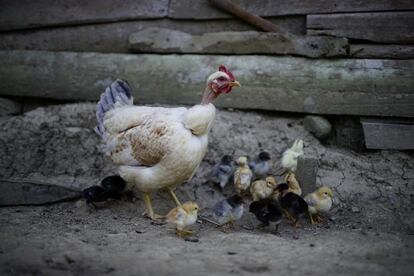 Una gallina y sus pollitos en una granja de Santo Domingo (Cuba). 