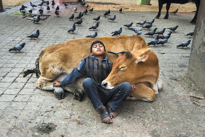 Uma criança descansa pacificamente em uma vaca em Kathmandu, Nepal, em 2013. Lá, esse animal é um símbolo nacional e objeto de veneração.