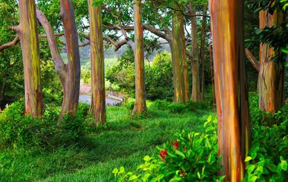 Los denominados árboles arcoíris en la carretera que va a Hana, en la isla hawaiana de Maui.