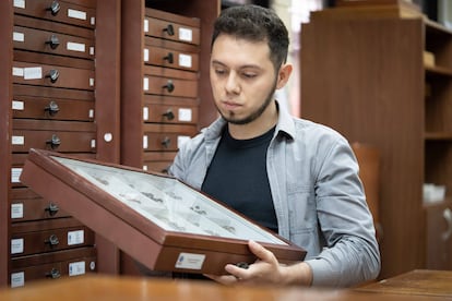 Andrés Arias muestra ejemplares de abejones dentro de las instalaciones del Museo de insectos de la UCR.