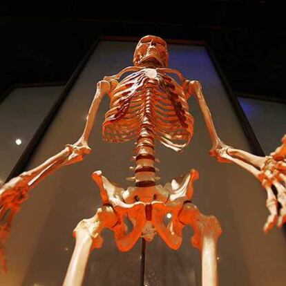 Un esqueleto humano fotografiado durante la apertura a la prensa -previa a su inauguración oficial- del nuevo Salón sobre el Origen del Hombre del Museo de Historia Natural de Nueva York.