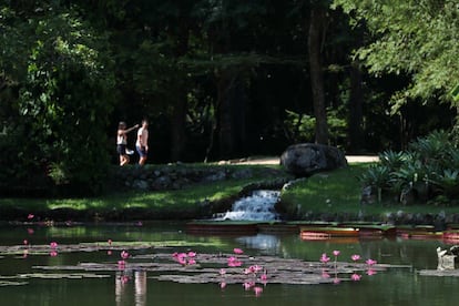 Nenúfares conocidos como Victoria regia en la laguna del mismo nombre en el Jardín Botánico.
