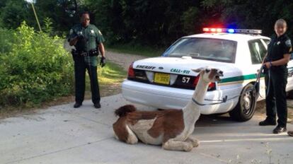Dos policías detienen a una llama en 2013.