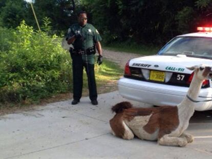 Dos polic&iacute;as detienen a una llama en 2013.