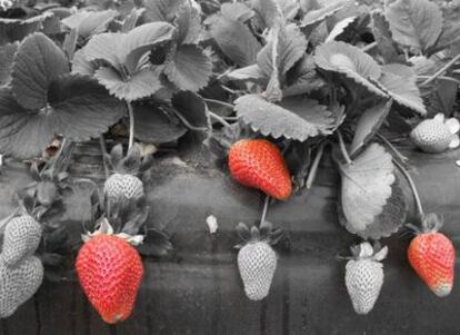 Así ve el robot cosechador de fresas las frutas, distinguiendo las maduras.