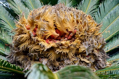 Una cica hembra muestra sus semillas rojizas entre las escamas afelpadas de sus megasporófilos.