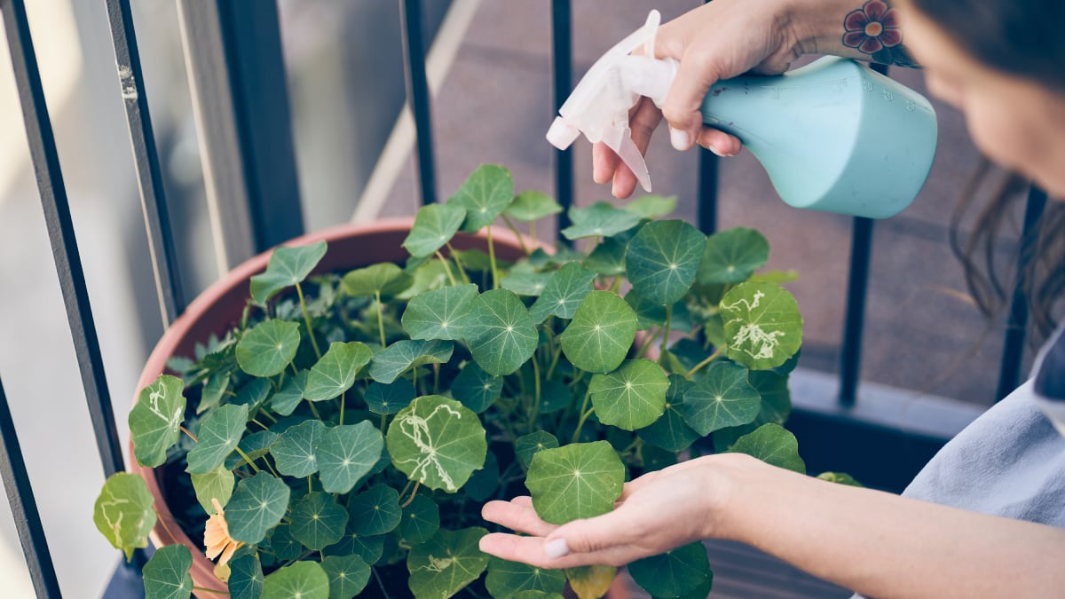 Adiós a todo tipo de plagas en tu jardín o terraza con solo una gota de este insecticida concentrado