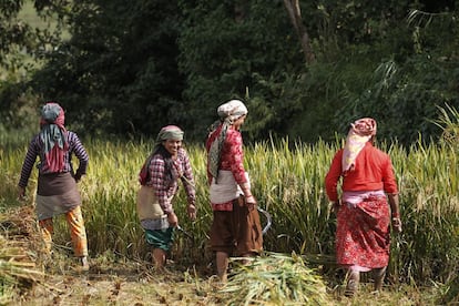 Un grupo de cuatro mujeres nepalíes siegan arroz, a las afueras de Katmandú (Nepal).