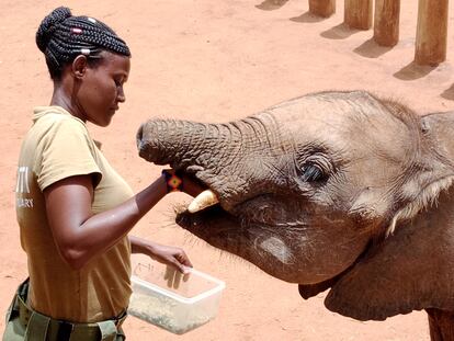 Naomi Leshongoro, trabajadora del Santuario de Elefantes de Reteti, alimenta a una cría de elefante el pasado 14 de abril.