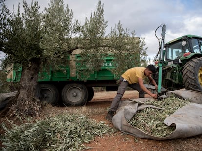 Recolección de ramas de olivo en Jaén.