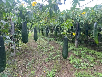 Plantación de luffa en Caldas de Reis.