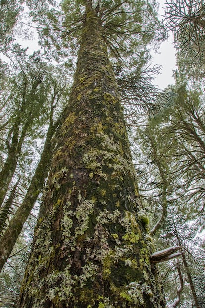 According to Scott Gilbert, “we are all lichens,” as we are not so different from these beings, which are formed via the union of a fungus with algae and/or cyanobacteria. We can also see this in trees, rocks and other habitats.