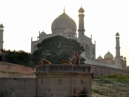 Un grupo de monosen las cercanías del Taj Mahal, en Agra (India).