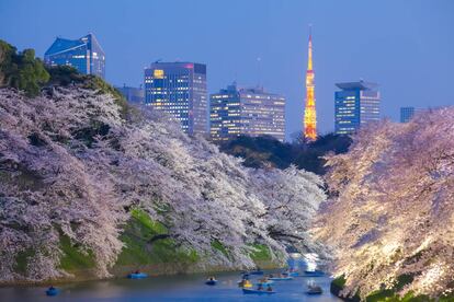 Floración de los cerezos en Tokio.