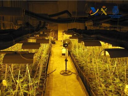 Plantacion de marihuana intervenida en la operación Mastin.