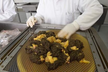 A worker handles sturgeon spawns at the sturgeon farm in Baygorria, 270km north of Montevideo, on August 31, 2016.
A Uruguayan firm, "Esturiones del Rio Negro", produces and exports since 2000 caviar under the brand "Black River Caviar", an atypical product from a country traditionally known as a beef exporter. / AFP PHOTO / MIGUEL ROJO